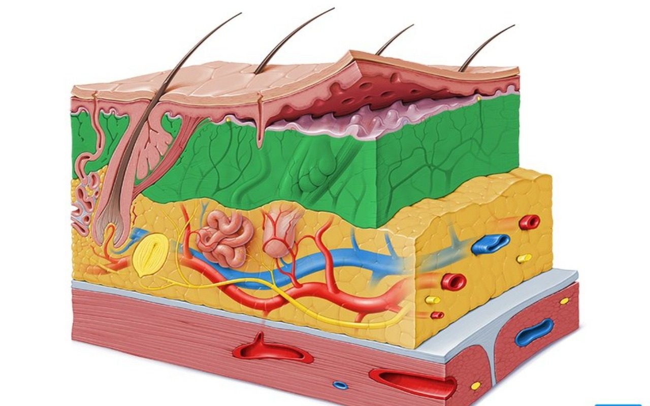 The Scalp Is Skin First, Hair Base Second
